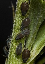 aphid